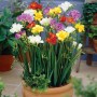 Freesia Double Mixed