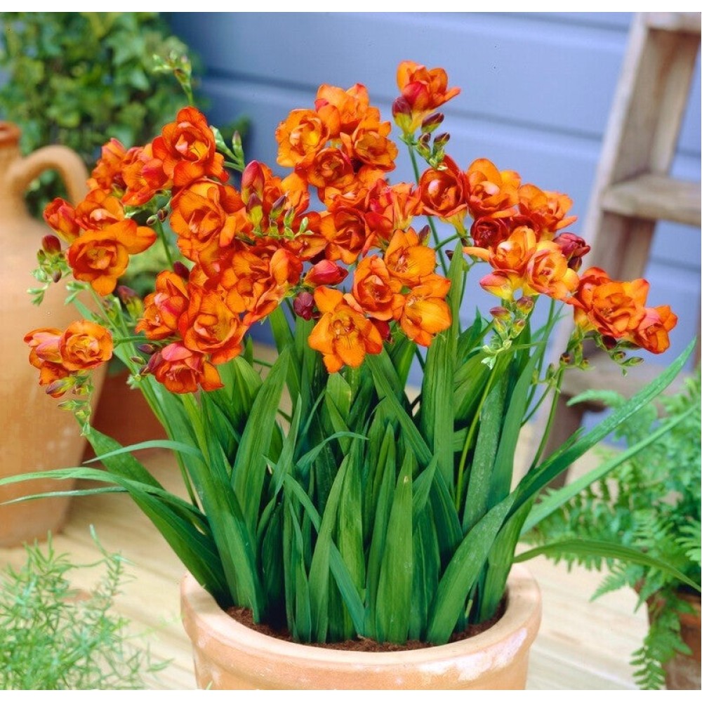 Freesia Double Orange