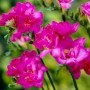 Freesia Double Pink