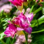 Freesia Double Pink