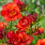 Freesia Double Red