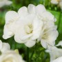 Freesia Double White