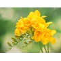 Freesia Double Yellow