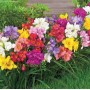 Freesia Double Mixed