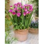 Freesia Double Pink