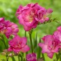 Freesia Double Pink