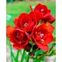 Freesia Double Red