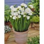 Freesia Double White