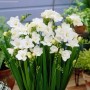 Freesia Double White