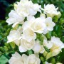 Freesia Double White