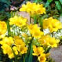 Freesia Double Yellow