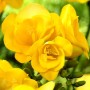 Freesia Double Yellow