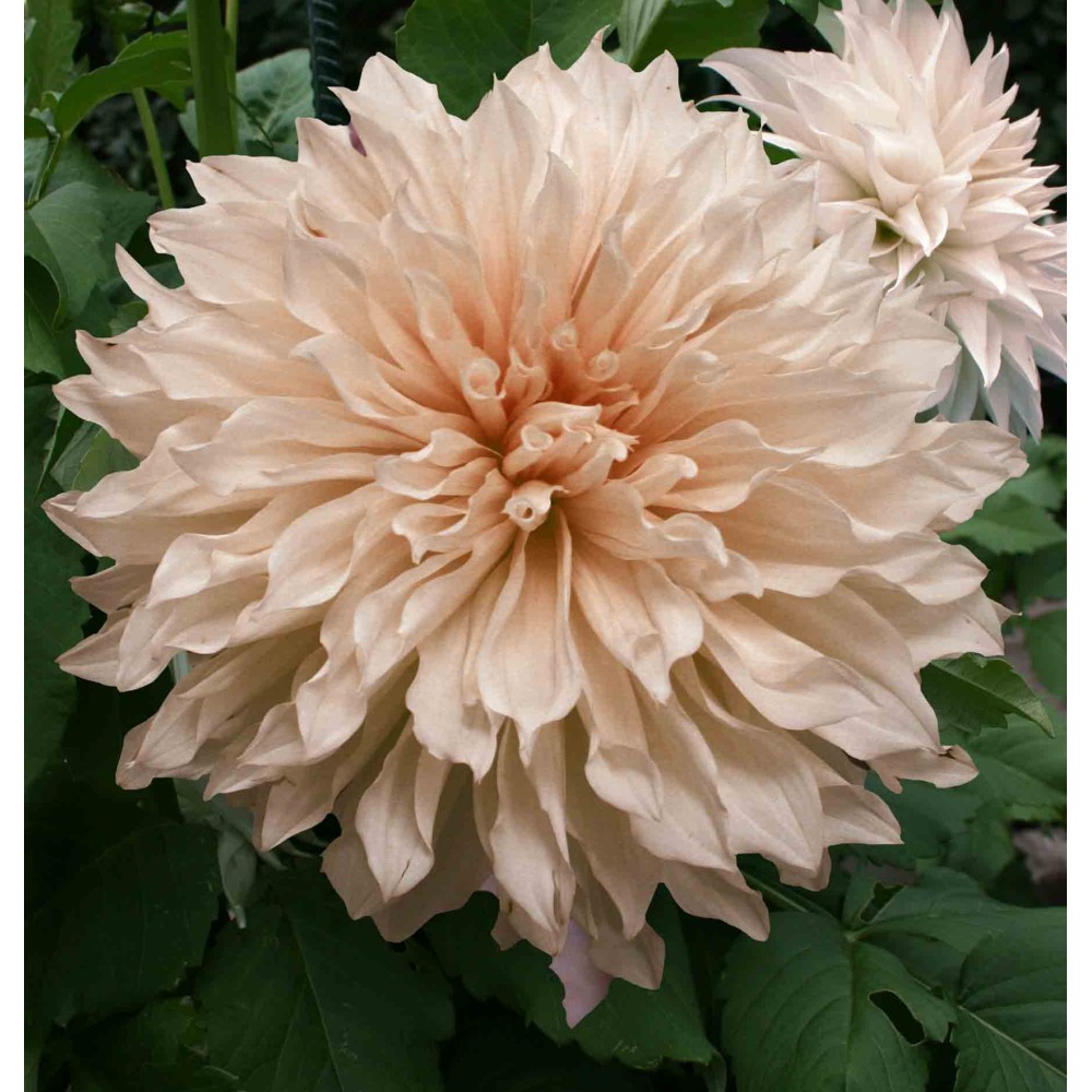 Dalia cu floare Giganta Cafe Au Lait