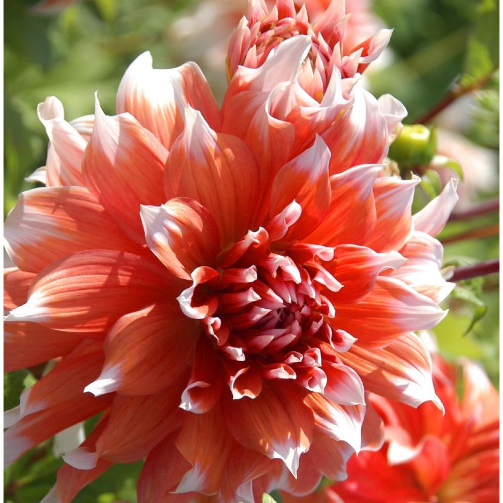 Dalia cu floare Giganta Holland Festival