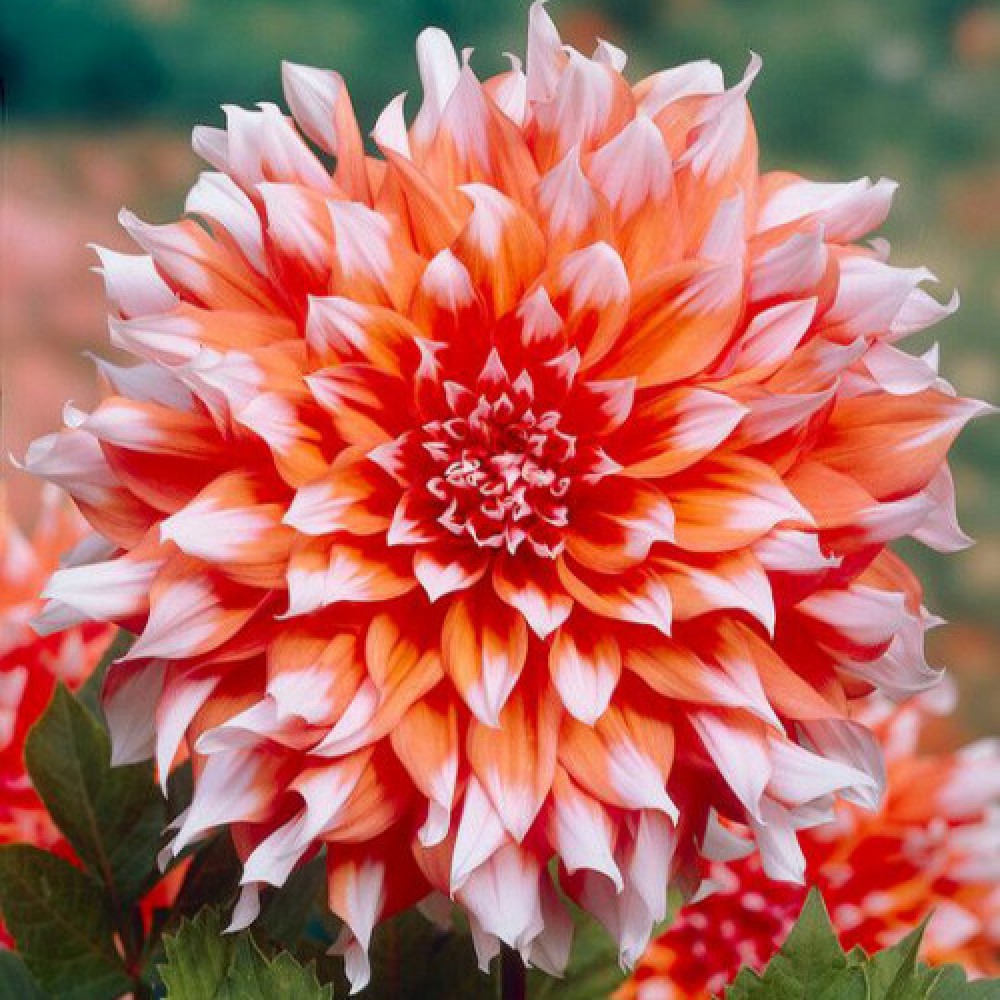 Dalia cu floare Giganta Holland Festival