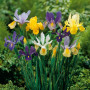 Iris Hollandica Mixed
