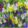 Iris Hollandica Mixed