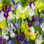 Iris Hollandica Mixed
