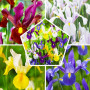 Iris Hollandica Mixed