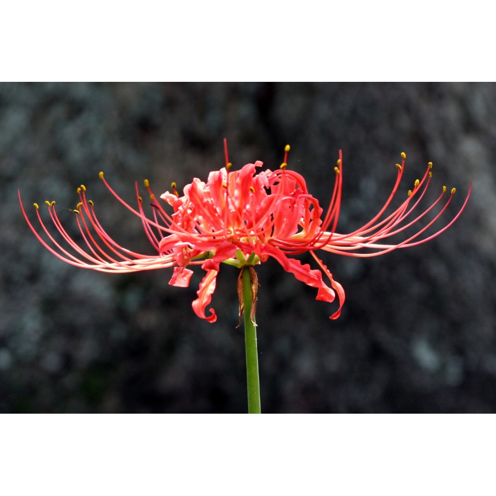 Lycoris radiata