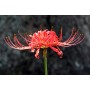 Lycoris radiata