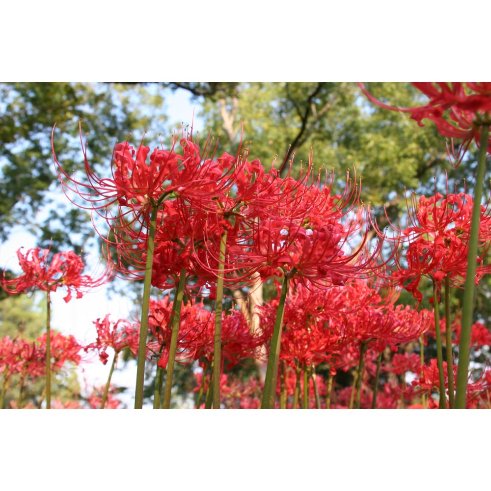 Lycoris radiata