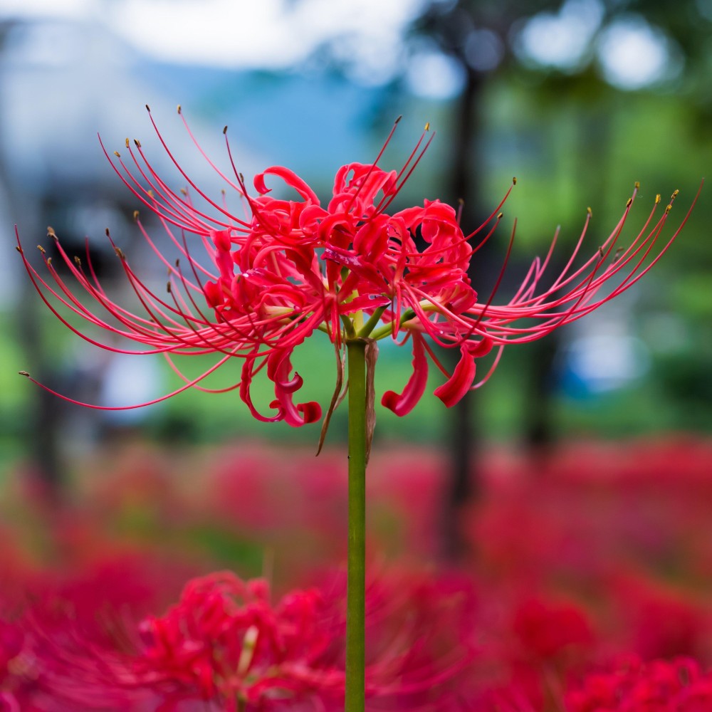 Lycoris radiata