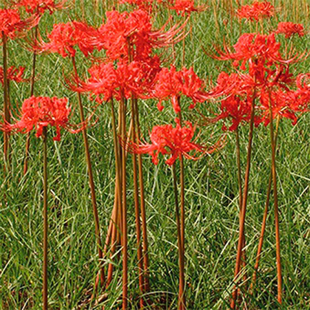 Lycoris radiata
