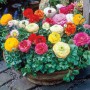 Ranunculus Mixed