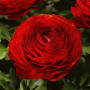 Ranunculus asiaticus aviv red