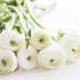 Ranunculus asiaticus aviv white
