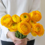Ranunculus asiaticus aviv yellow