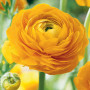 Ranunculus asiaticus aviv yellow