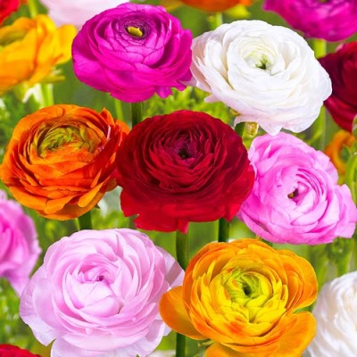 Ranunculus Mixed