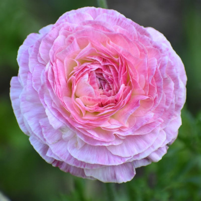 Ranunculus asiaticus aviv pink