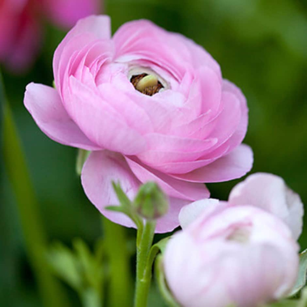 Ranunculus asiaticus aviv pink