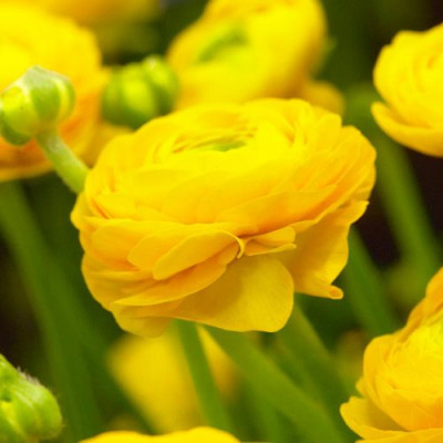 Ranunculus asiaticus aviv yellow