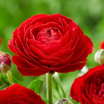 Ranunculus asiaticus aviv red