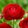 Ranunculus asiaticus aviv red