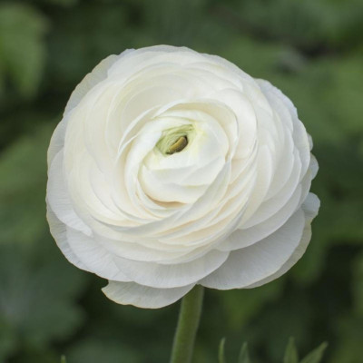 Ranunculus asiaticus aviv white