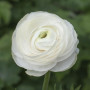 Ranunculus asiaticus aviv white