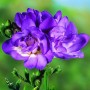 Freesia Double Blue
