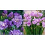 Freesia Double Blue