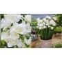 Freesia Double White