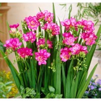 Freesia Double Pink
