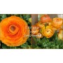 Ranunculus asiaticus aviv orange