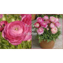 Ranunculus asiaticus aviv pink