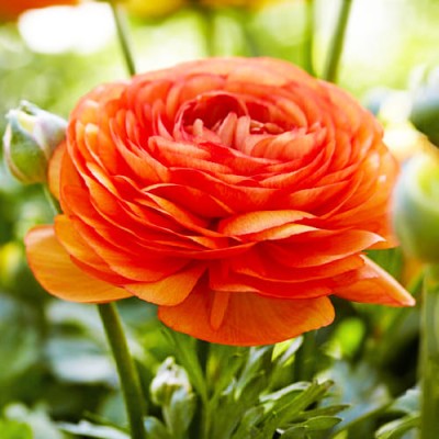 Ranunculus asiaticus aviv orange