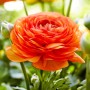 Ranunculus asiaticus aviv orange