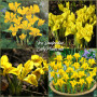 Iris Danfordiae